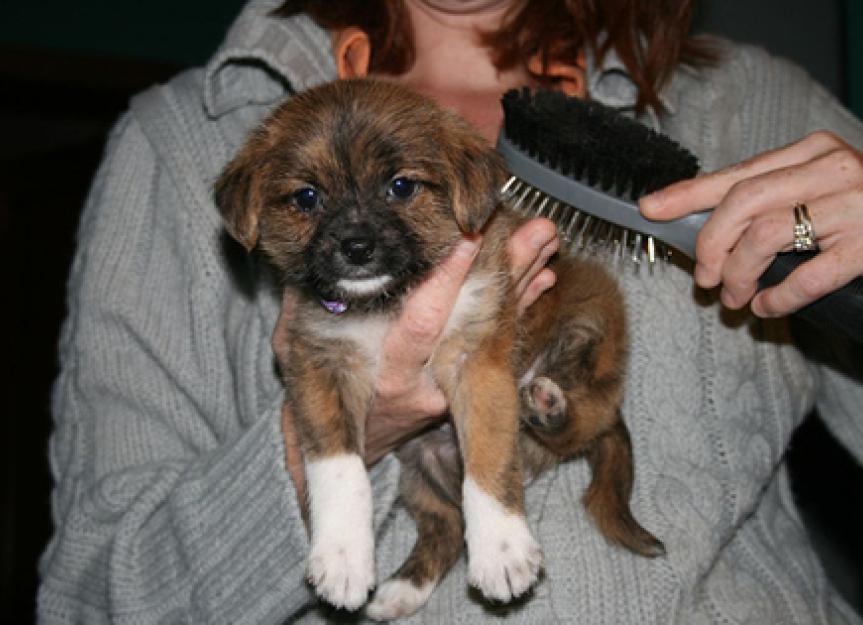 Brushing and Coat Care A HowTo Guide for Puppies (and Dogs) PetMD