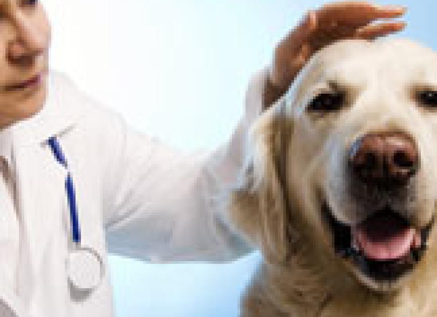 What Causes Cancer in Pets?