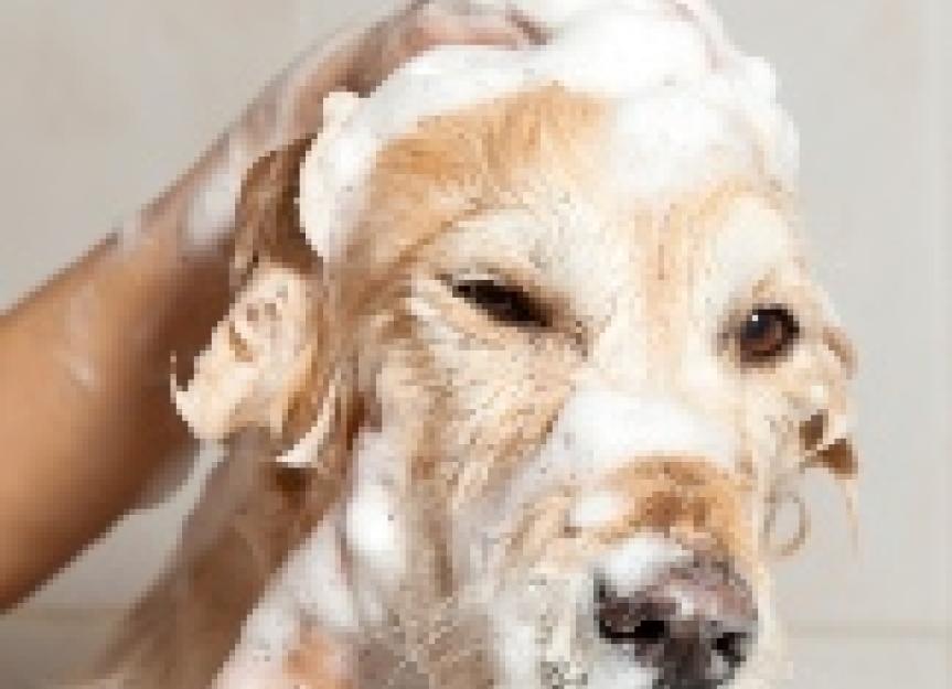 Skunk Spray and How to Remove Skunk Smell from a Dog