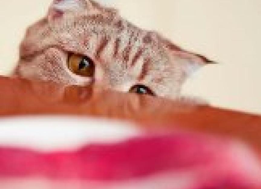How Organ Meats Can Be Beneficial for Cats PetMD