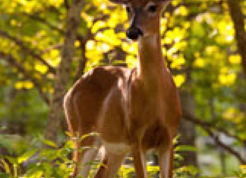 A Passion for Parasites The Meningeal Worm PetMD