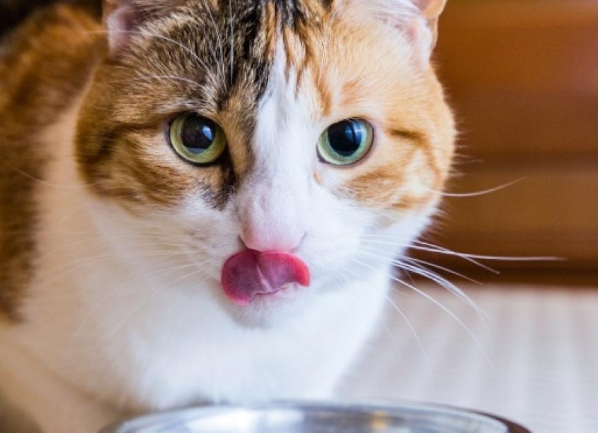 How the Right Cat Food Can Help Prevent Bladder Stones