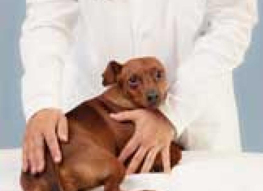 What is the Medical Cause for Bleeding from the Rectum in Dogs PetMD