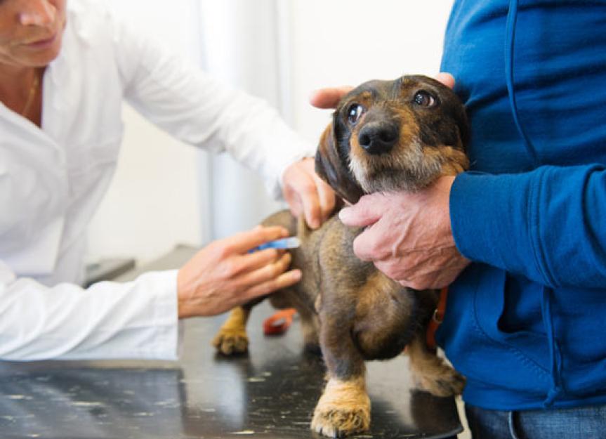 你应该给你的狗接种犬流感疫苗吗?