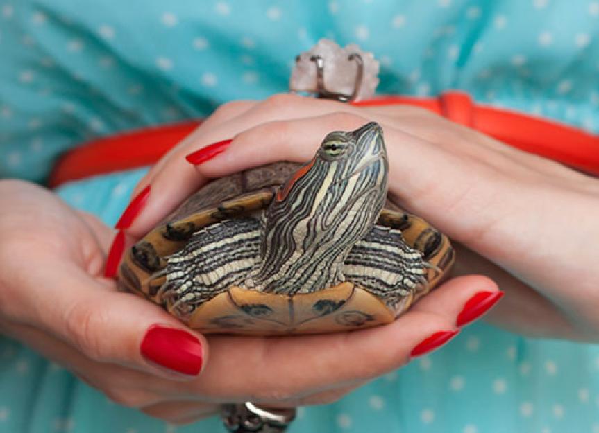 7 Mistakes to Avoid With Your Pet Turtle | Pet Turtle Dos and Don'ts | PetMD