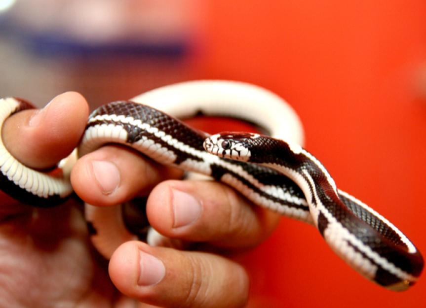 Pet Snakes That Stay Small