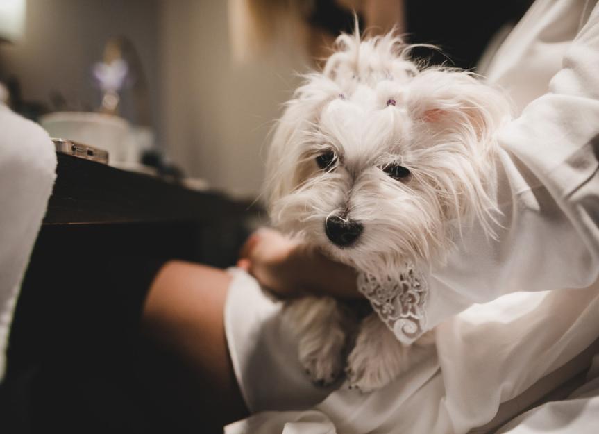 19 Beauty Products That Could Harm Your Pet | PetMD