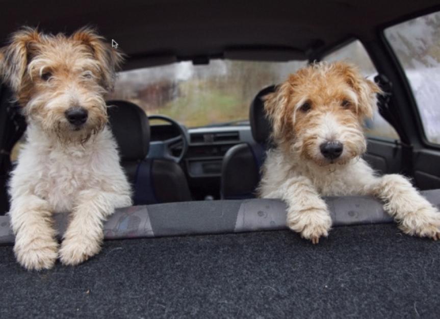 Good Pet Stuff Travelin' Dog Car Seat