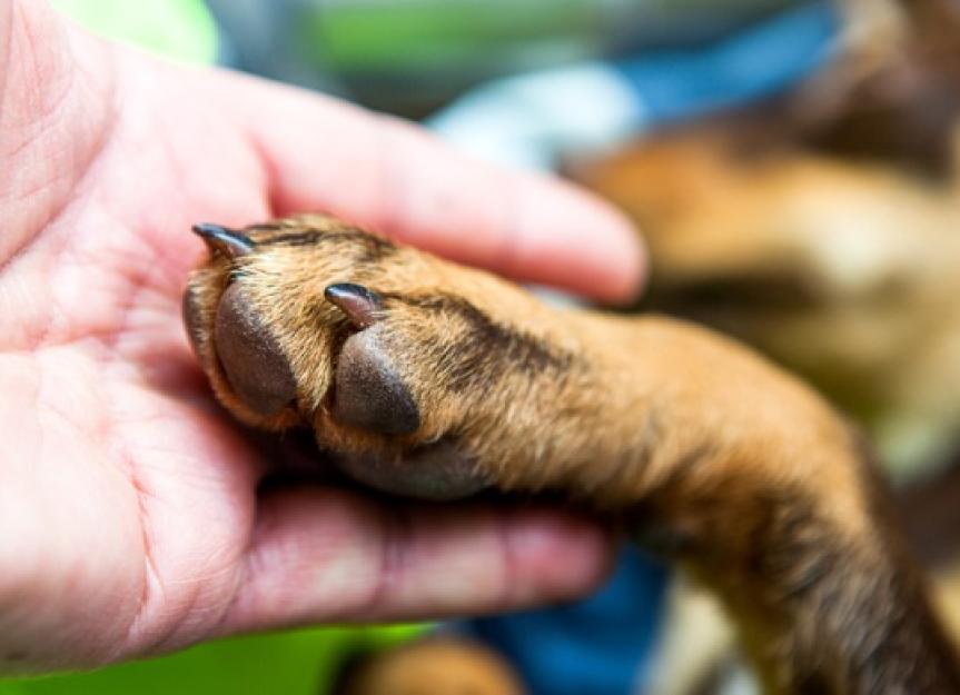 Dog losing store hair on feet