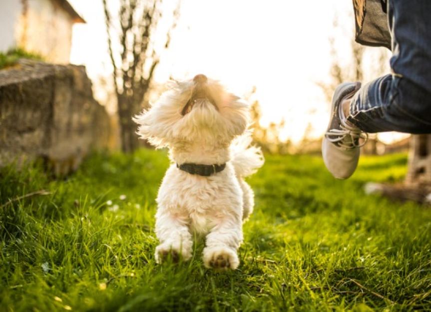 7 Ways to Clean Your Dog's Paws | PetMD