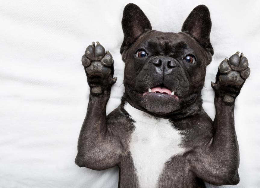 Reasons Your Dog Smells Bad | PetMD