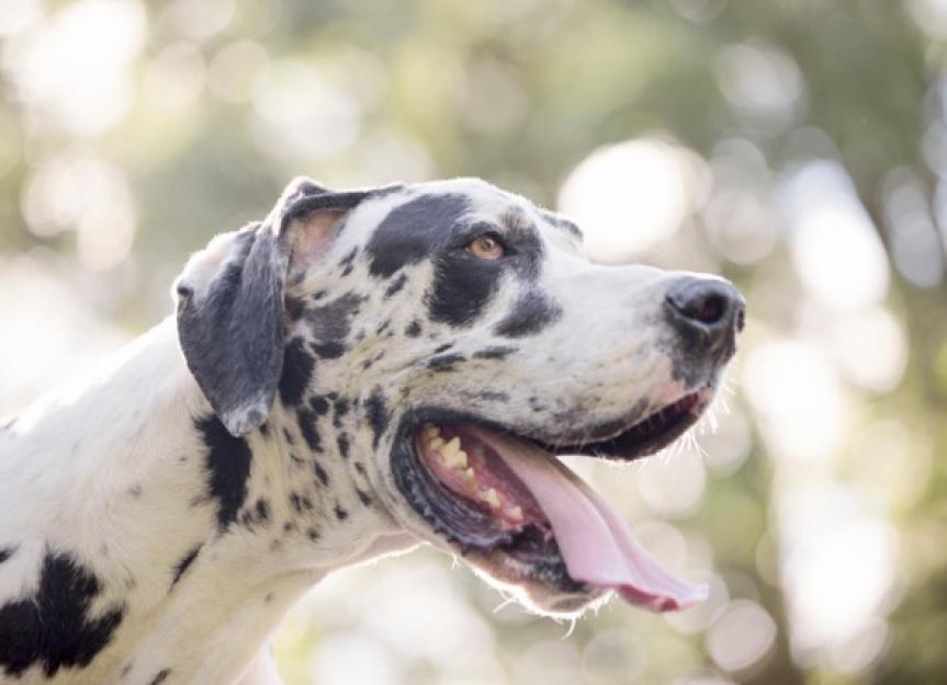 How to Keep Giant Dog Breeds Healthy at Every Life Stage