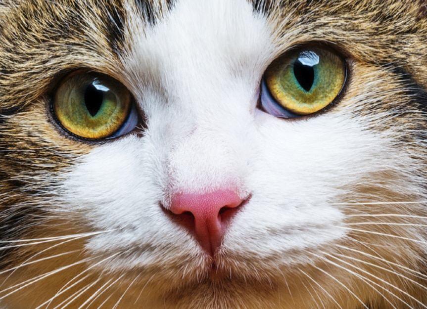 Cat Eye Problems: Most Common Eye Issues in Cats