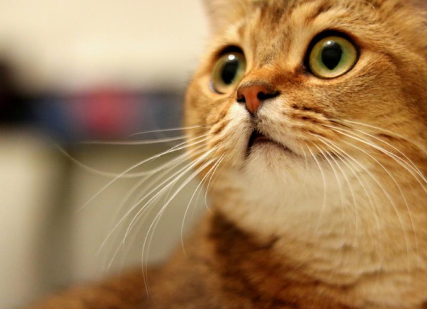 8 Common Cat Fears and Anxieties | PetMD