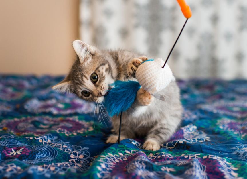 The White Cat's Shop Cat Toys Cat Fishing Pole Toy Cat Wand with Feathers and 10 Feet Rope