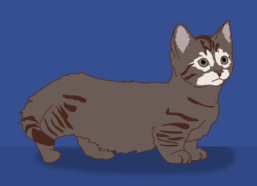 8 Unusual Genetic Anomalies in Cats | PetMD