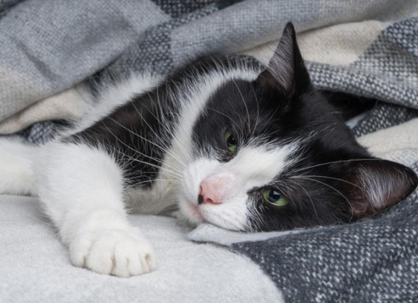 Cat Coughing Causes And Treatment PetMD