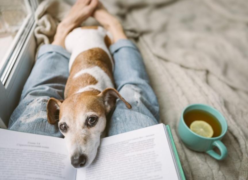 what is gabapentin used for on dogs
