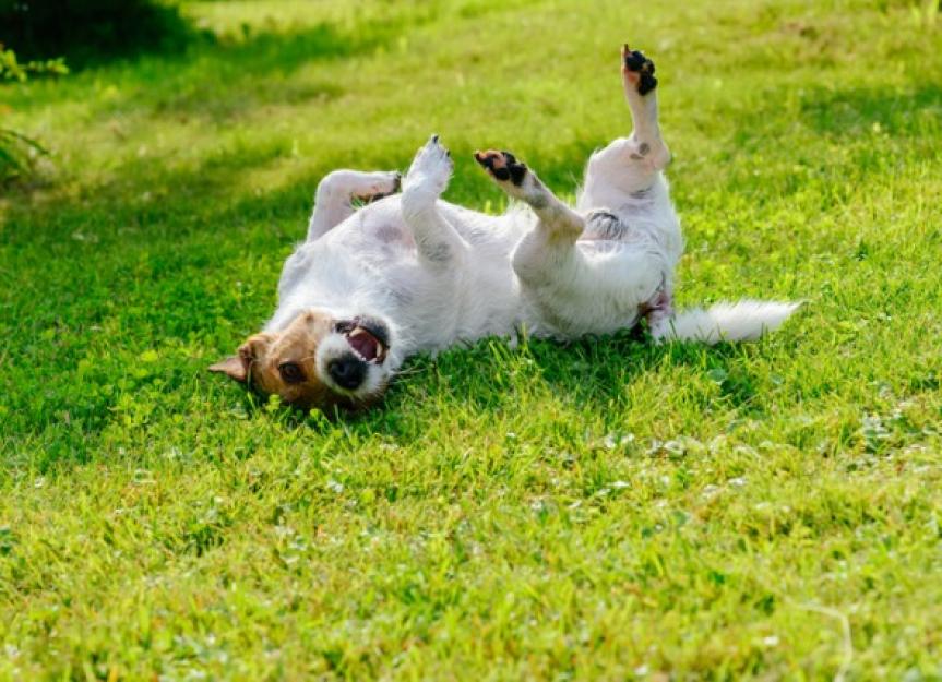 Tapeworms in Dogs: Symptoms and Treatment | PetMD