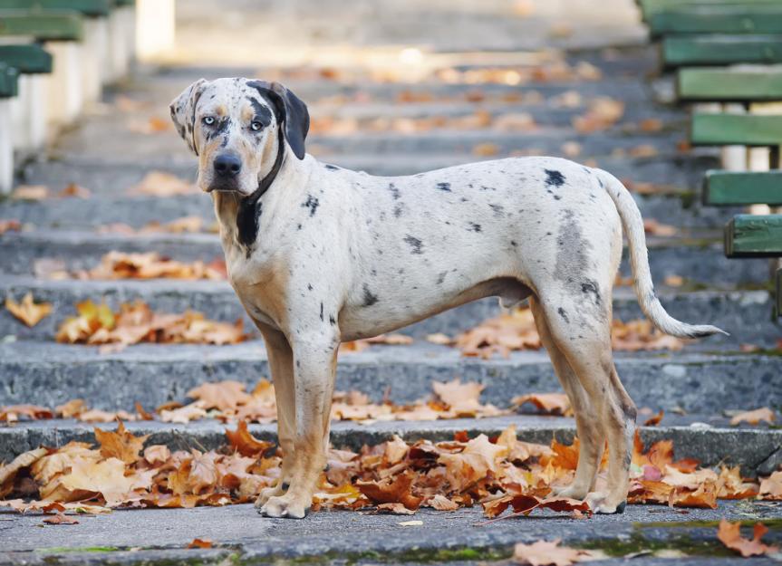 what is a catahoula dog mixed with