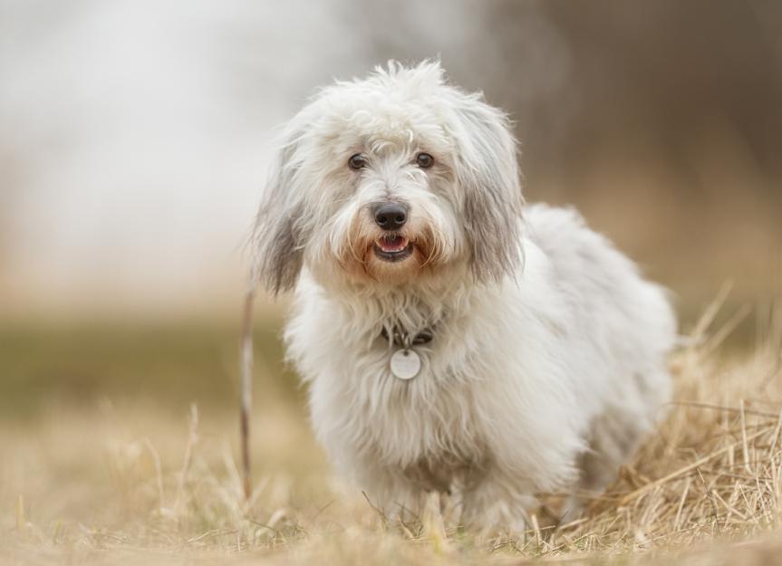 how to deal with coton de tulear