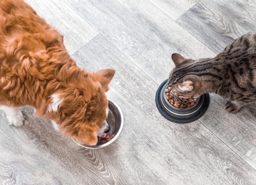 AAFCOApproved Pet Food Everything You Need to Know PetMD