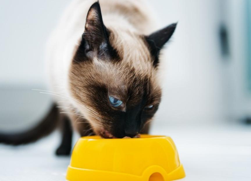 FreezeDried Cat Food PetMD