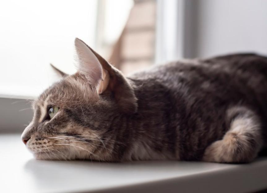 cat-diarrhea-causes-and-treatment-petmd