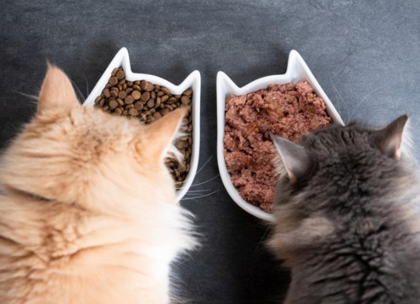 Wet vs. Dry Cat Food, or Both? PetMD