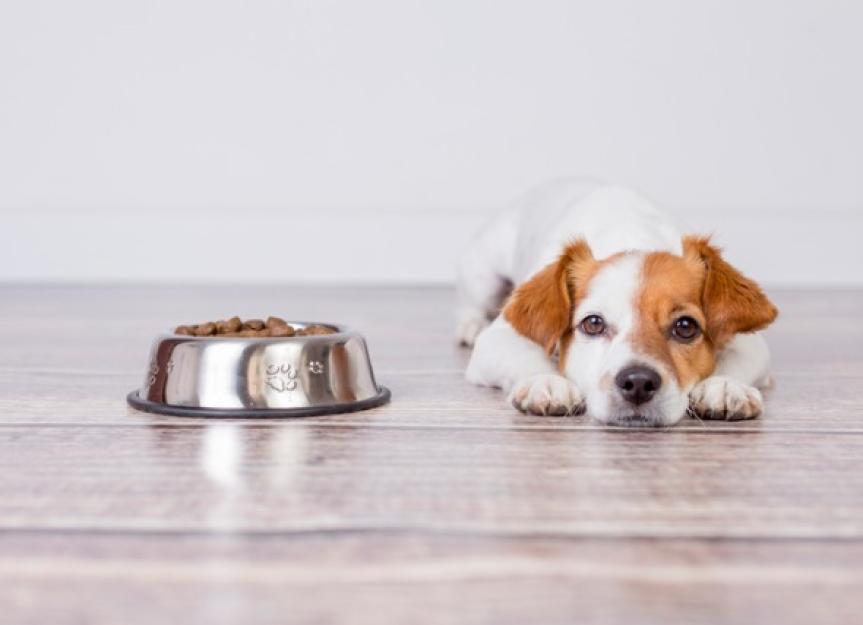 Cute Small Dog Lying On Floor Beside Bowl Of Food 