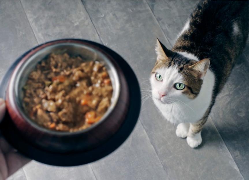 有机猫粮是什么?
