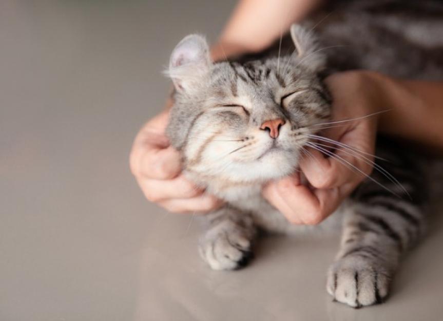Raw Cat Food Diets PetMD Raw Cat Food Diets PetMD