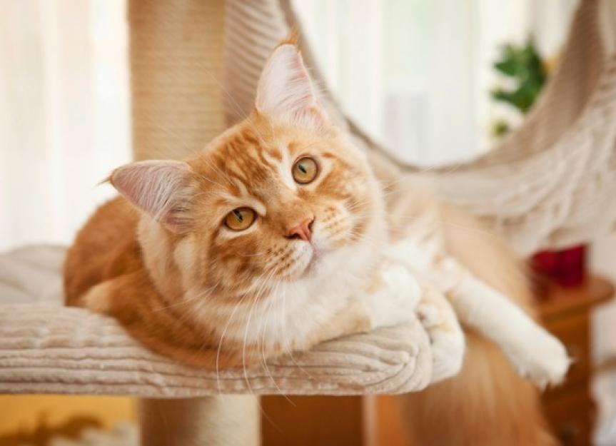 Cats and Protein: Is High-Protein Cat Food Best? | PetMD