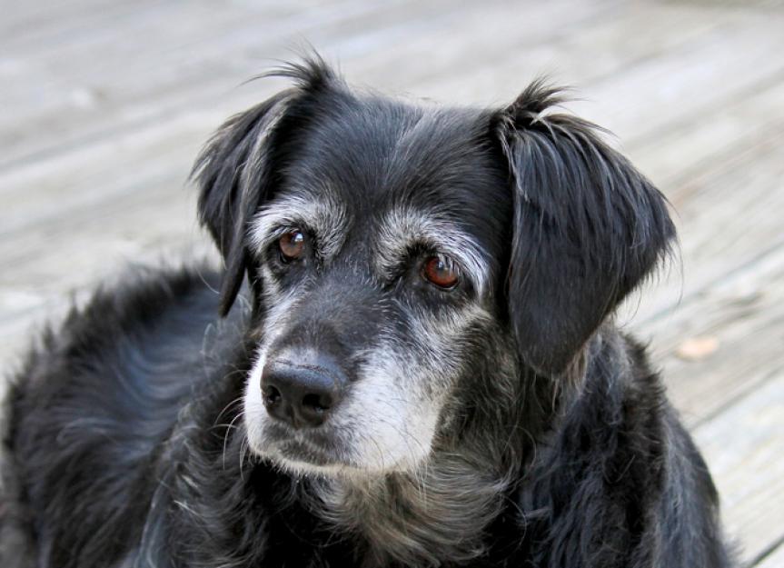 Senior Dog Food When to Switch and Why PetMD