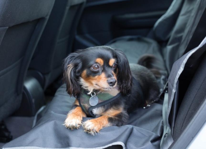 is it legal to keep a dog in a car