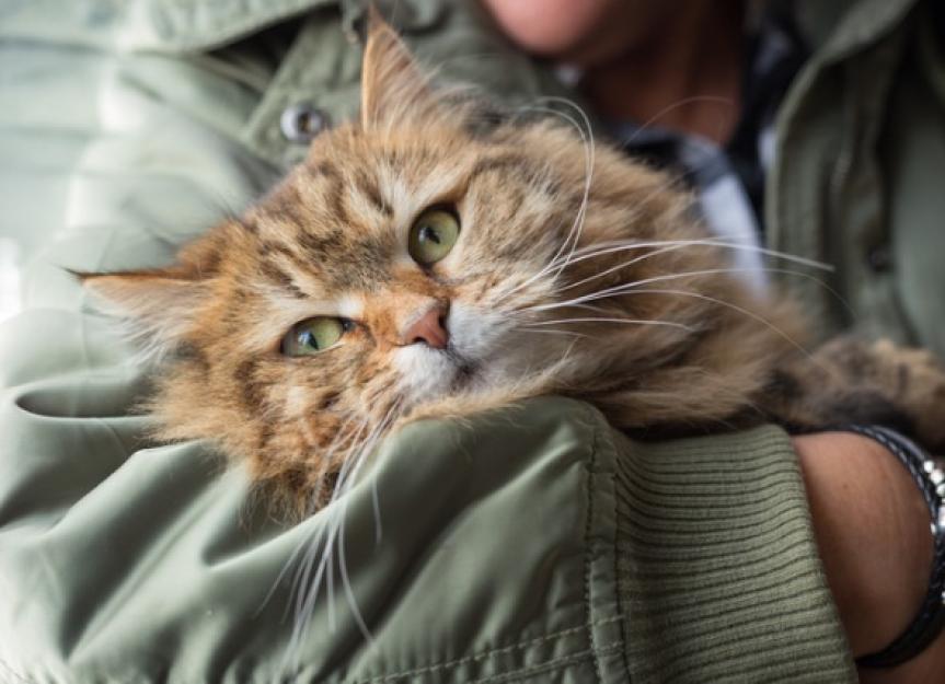 Are Natural Cat Food and Holistic Cat Food the Same? Biology Diagrams