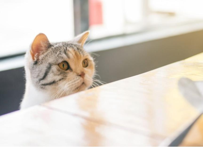 Homemade Cat Food Should You Make Your Own Cat Food PetMD Homemade cat food should you make your own cat food petmd
