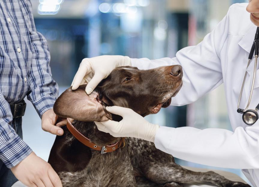 how to clear a ear infection on dogs