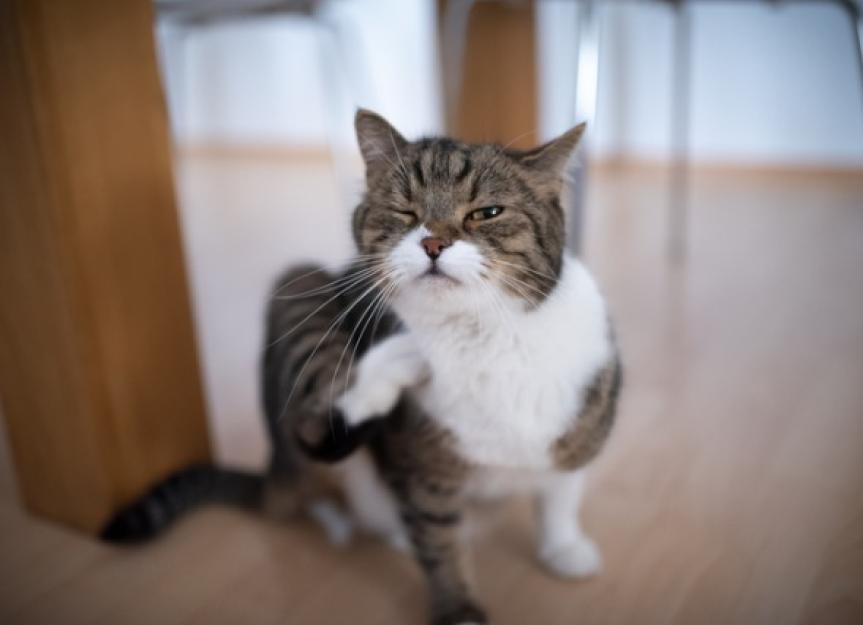 Itchy Cats: Causes and Treatment | PetMD