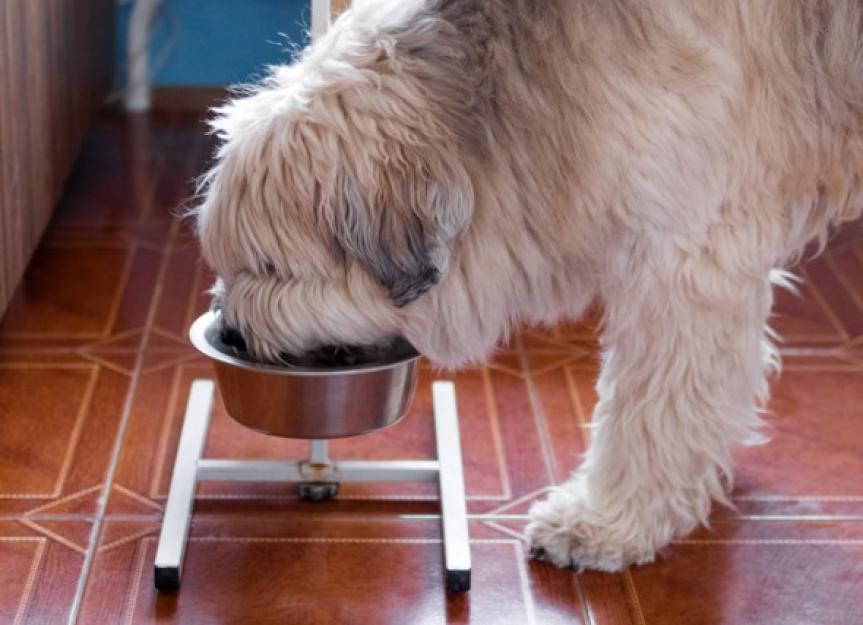 Dog Nutrition: What Makes a Balanced Dog Food? | PetMD