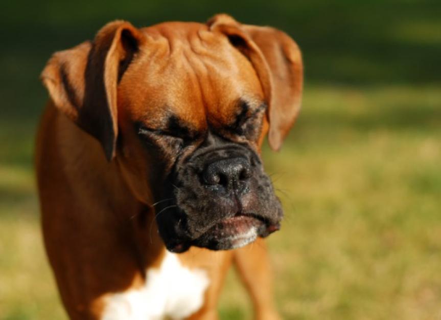 Why Won't My Dog Stop Sneezing