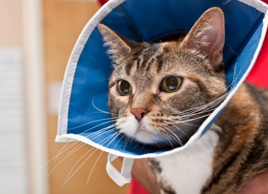 Cat Surgery Aftercare FAQs