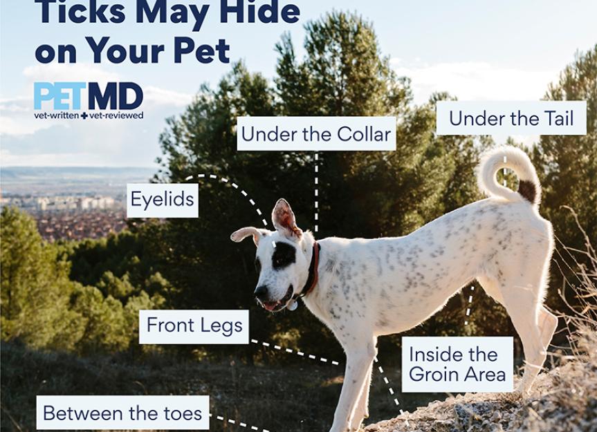 7 Places Ticks May Hide on Your Pet
