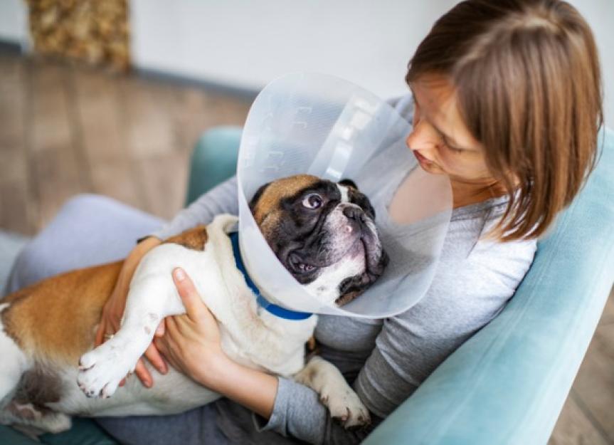 how long does dog bladder surgery take