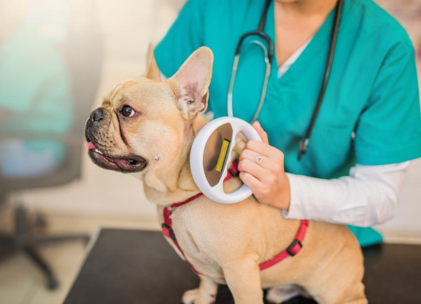 Dog Microchip FAQ: Cost, Where to Go and, How It Works