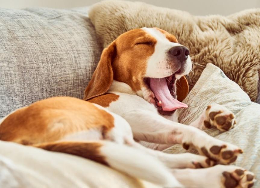 kim Vedrørende vogn Dog Yawning: What It Means | PetMD