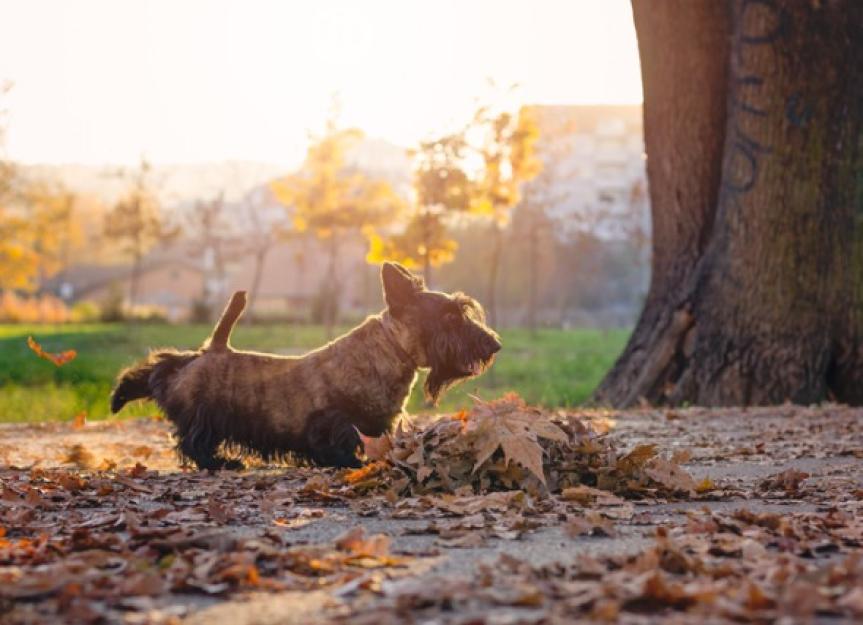 Why Do Dogs Kick After Pooping? PetMD