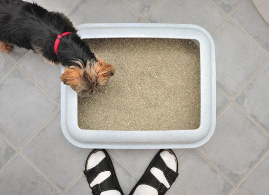 Why Do Dogs Eat Cat Poop? - PetMD