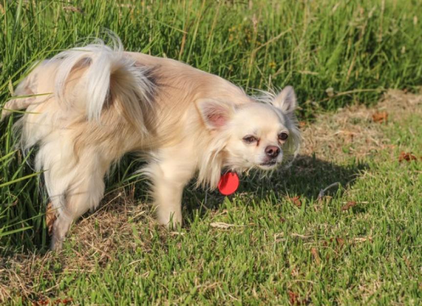 Why Do Dogs Lift Their Leg to Pee? PetMD