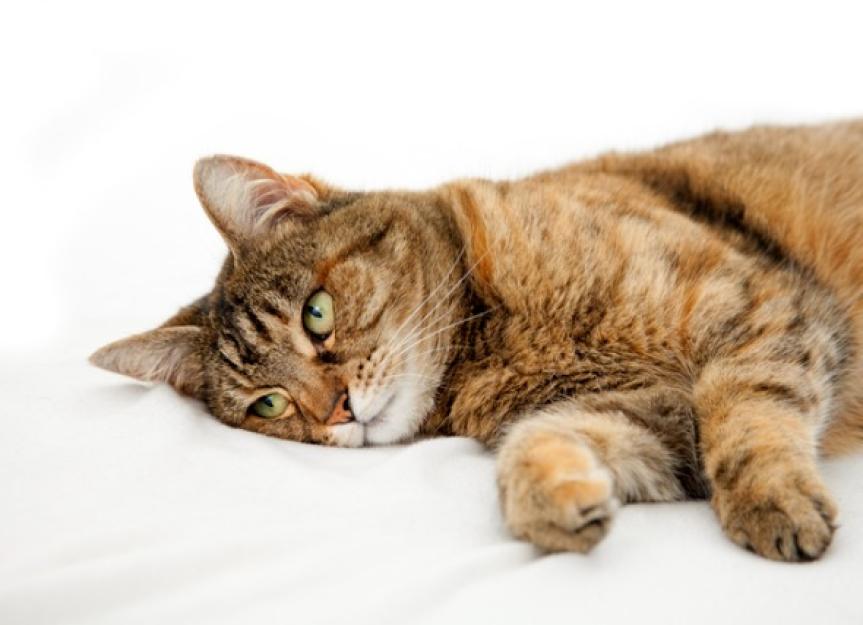 猫抑郁症真的存在吗?